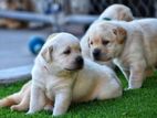 Labrador Puppies (Pure Breed) Big born head