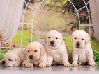 Labrador Puppies Pure Breed Big Born Head