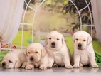 Labrador Puppies Pure Breed Big Born Head