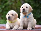 Labrador Puppies Pure Breed Big Born Head