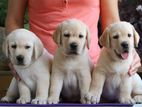 Labrador puppies (Pure breed Big born head)