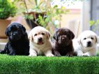 Labrador puppies (pure breed chocolate )