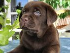 Labrador puppies (pure breed chocolate )