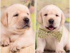 Labrador Puppies (pure Breed) Female
