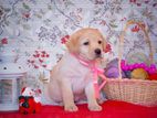 Labrador puppies (pure breed) female