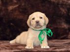 Labrador puppies (pure breed) female