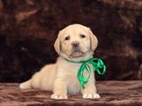 Labrador puppies (pure breed) female