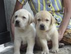 Labrador puppies ( Pure breed )