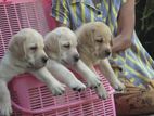 Labrador Puppies ( Pure Breed )