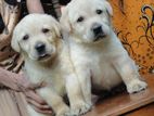 Labrador Puppies ( Pure Breed )