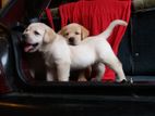 Labrador Puppies ( Pure Breed )