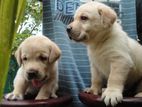 Labrador Puppies (Pure Breed )