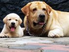 Labrador Puppies (Pure Breed )