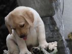 Labrador Puppies (Pure Breed )