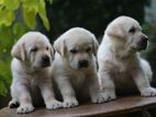 Labrador Puppies ( Pure Breed )