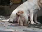 Labrador Puppies ( Pure Breed )