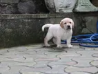 Labrador Puppies ( Pure Breed )