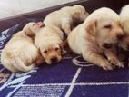 Labrador Puppies ( Pure Breed )