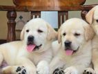 Labrador Puppies ( Pure Breed )