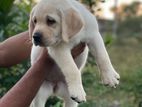 Labrador Puppies (Pure Breed)