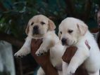 Labrador Puppies ( Pure Breed )