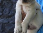 Labrador Puppies ( Pure Breed )