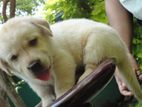Labrador Puppies ( Pure Breed )