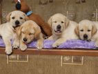 Labrador Puppies ( Pure Breed )