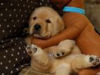 Labrador Puppies ( Pure Breed )