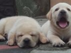 Labrador Puppies ( Pure Breed )