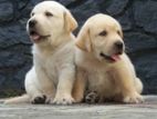 Labrador Puppies ( Pure Breed )