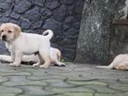 Labrador Puppies ( Pure Breed )