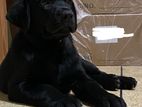 Labrador Puppies ( Pure Breed )