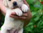 Labrador Puppies (PURE BREED)