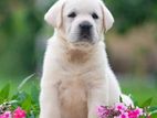 Labrador Puppies (PURE BREED)