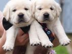 Labrador puppies (pure breed )