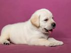 Labrador puppies (pure breed)