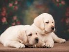 Labrador puppies( pure breed)