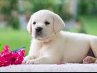 Labrador Puppies (Pure Breed)