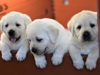 Labrador Puppies (pure Breed)