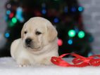 Labrador Puppies (Pure Breed)