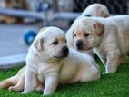 Labrador Puppies (Pure Breed)