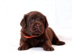 Labrador puppies (pure breed)