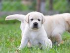 Labrador puppies (pure breed)