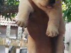 Labrador Puppies ( Pure Breed )