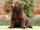 Labrador puppies (pure breed)