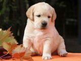 Labrador puppies (pure breed)