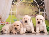 Labrador puppies (pure breed)