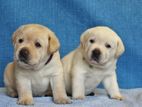 Labrador puppies (pure breed)