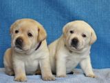 Labrador puppies (pure breed)